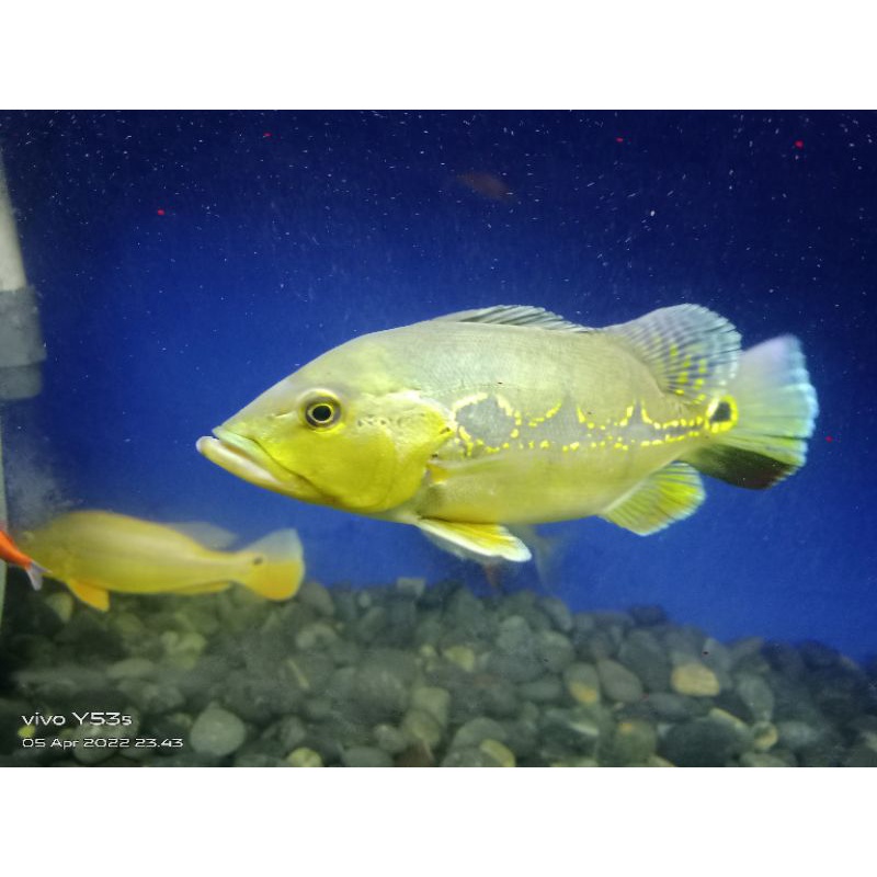 

orinoco shortail 30cm