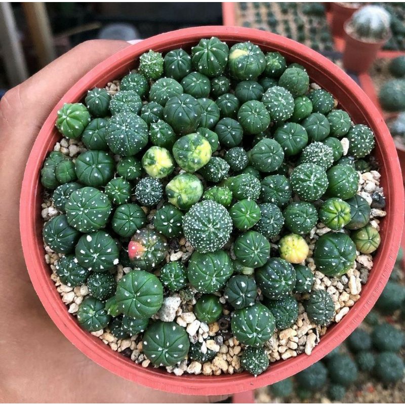 Biji Astro Astrophytum Asterias Super Kabuto termurah