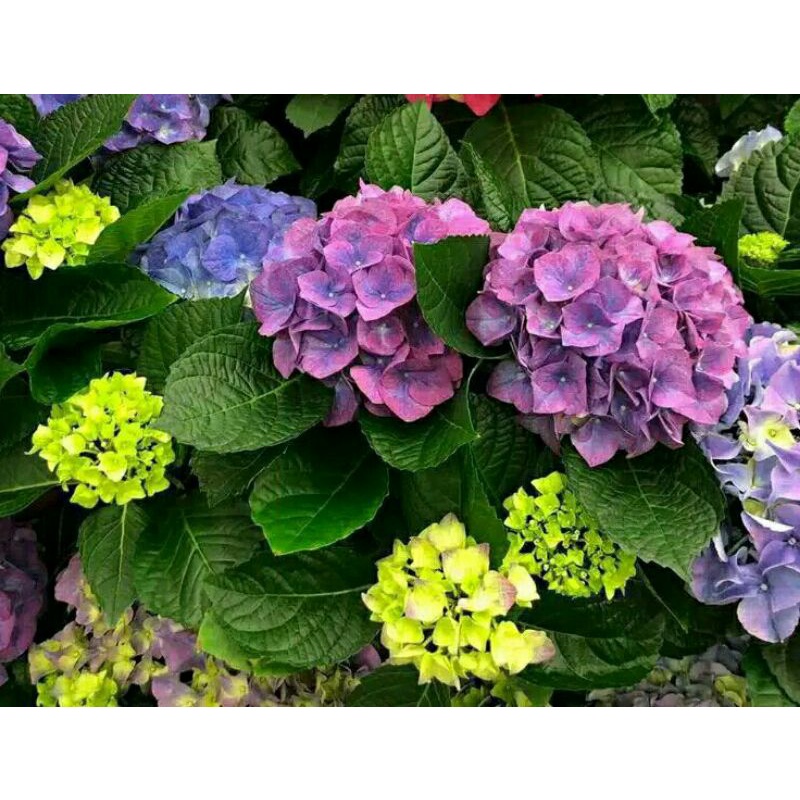 bunga hortensia ungu import bibit bunga hortensia rimbunTanaman Hias Bunga Hortensia Lokal.
Bibit bu