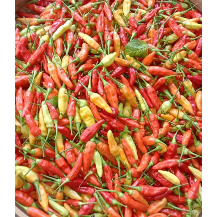 

CABAI RAWIT/CABE RAWIT