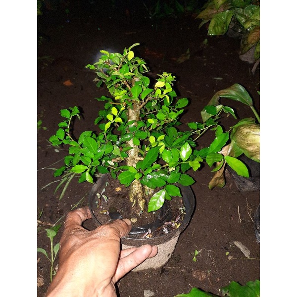 bahan bonsai serut mame