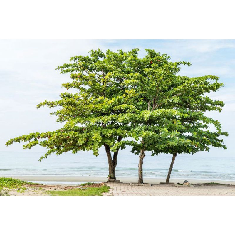 Pohon ketapang laut ukuran 30-65cm / bibit pohon ketapang laut / Ketapang atau katapang (Terminalia 