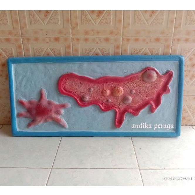 

amuba alat peraga pendidikan penampang amuba