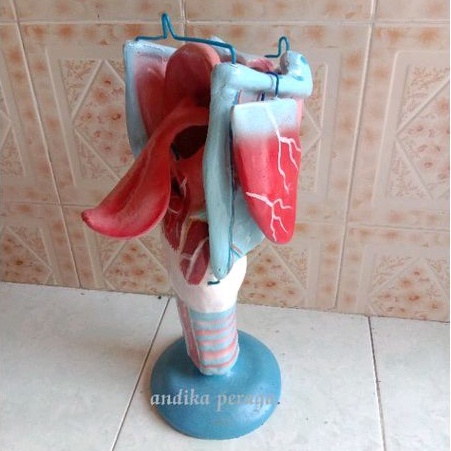 

laring tenggorokan alat peraga pendidikan model torso laring tenggorokan