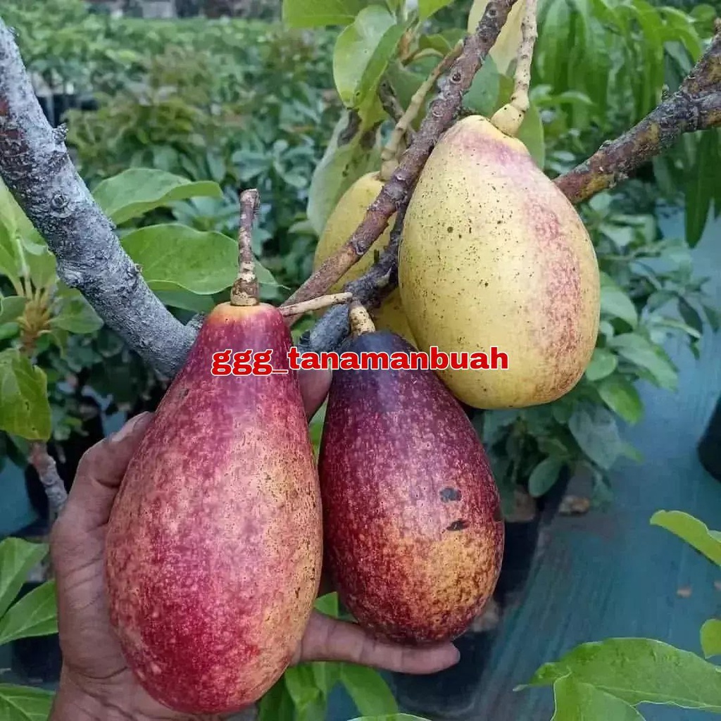 Bibit Alpukat Yellow Vietnam Super Okulasi