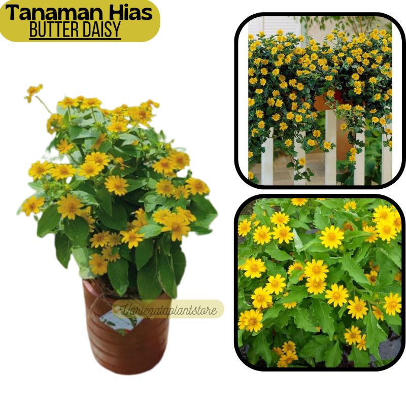 Jual Bunga Matahari Mini Butter Daisy Melampodium Tanaman Hias
