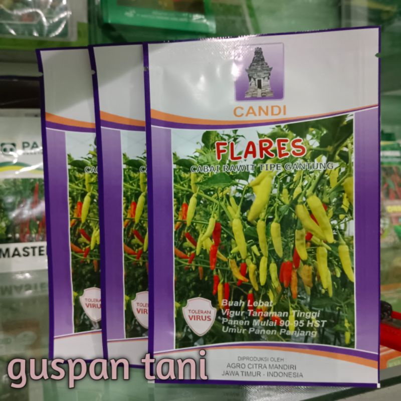 CABE FLares cabai flares bibit benih cabe  rawit tipe gantung