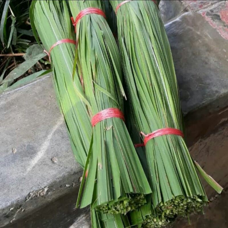 

daun alamg alang segar 1kg herbal sejuta manfaat