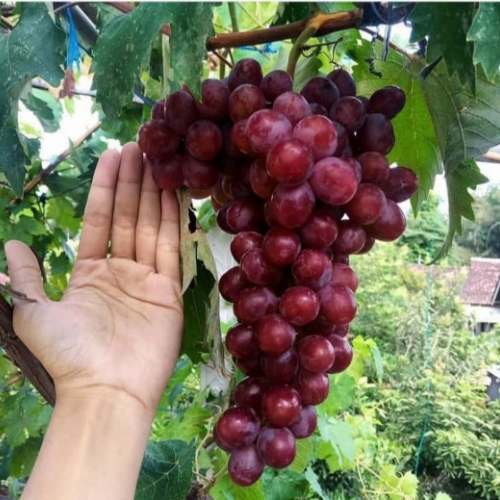 bibit pohon anggur ungu cangkok okulasi super manis FF11