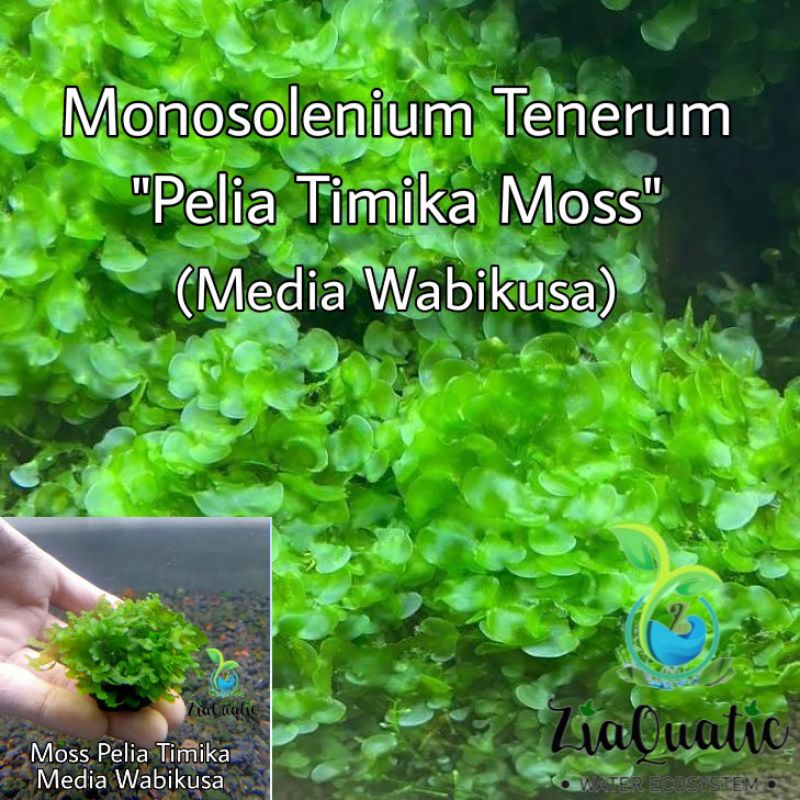 Moss Pelia Timika Media Wabikusa - Tanaman Aquascape Aquarium