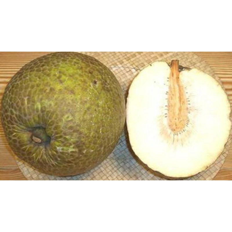 

Breadfruit ( Buah Sukun )