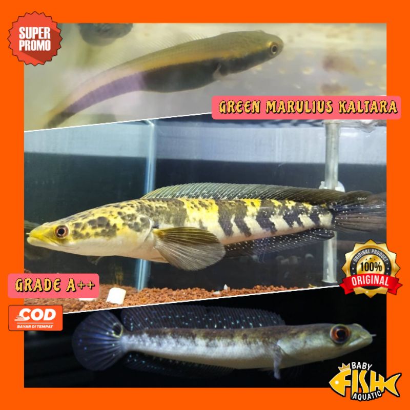 Promo GREEN MARULIUS KALTARA GRADE A++ 6.7/8cm up NO ZONK