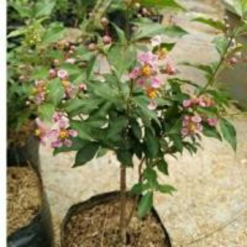 sakura mikro berbunga cocok buat vegetasi lebah