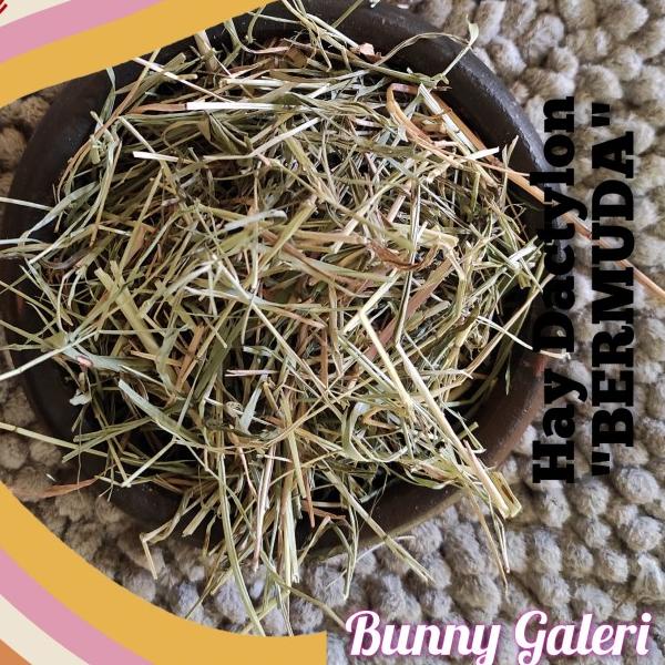 HAY DACTYLON "BERMUDA" kemasan 2 kg