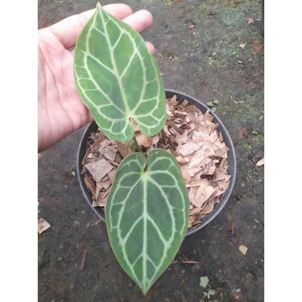 anthurium papilaminum x magnificum