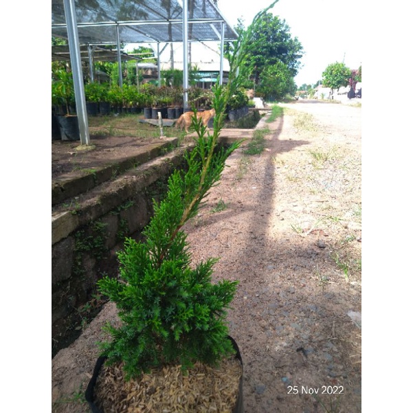 bibit pohon cemara pua pua