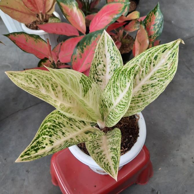 aglonema legacy putih