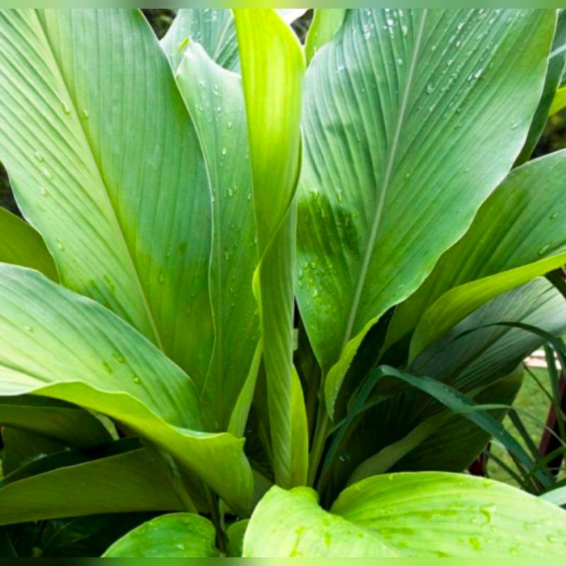 

Fresh Daun Kunyit Organik 11 lembar