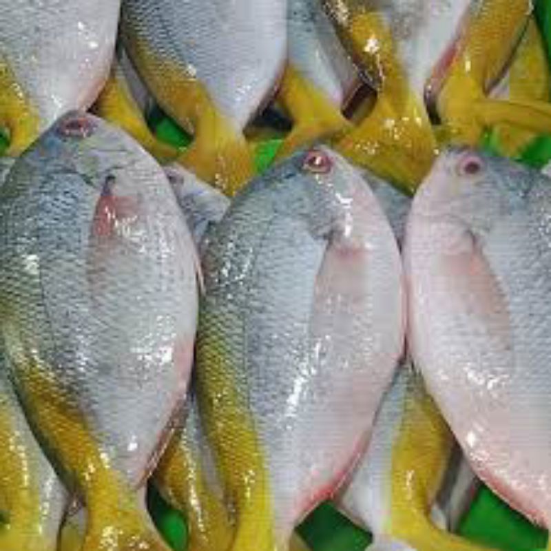

IKAN EKOR KUNING FRESH 1000gr