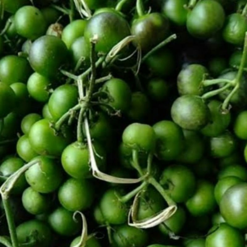 

Leunca segar 250 gr