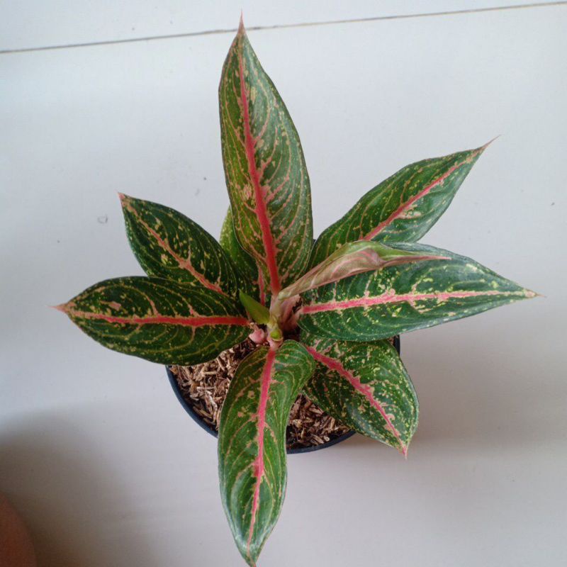 aglaonema green legacy