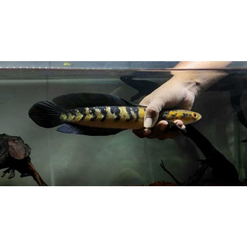 ikan chana ys (yellow Sentarum) ukuran 18-25 cm
