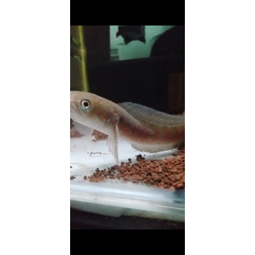 promo hiasan akuarium asiatica red strip pure 18-19cm.