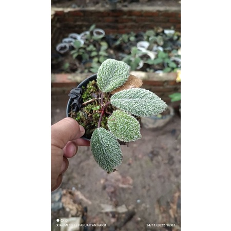 Tanaman Hias Hutan Homalomena daun bulu