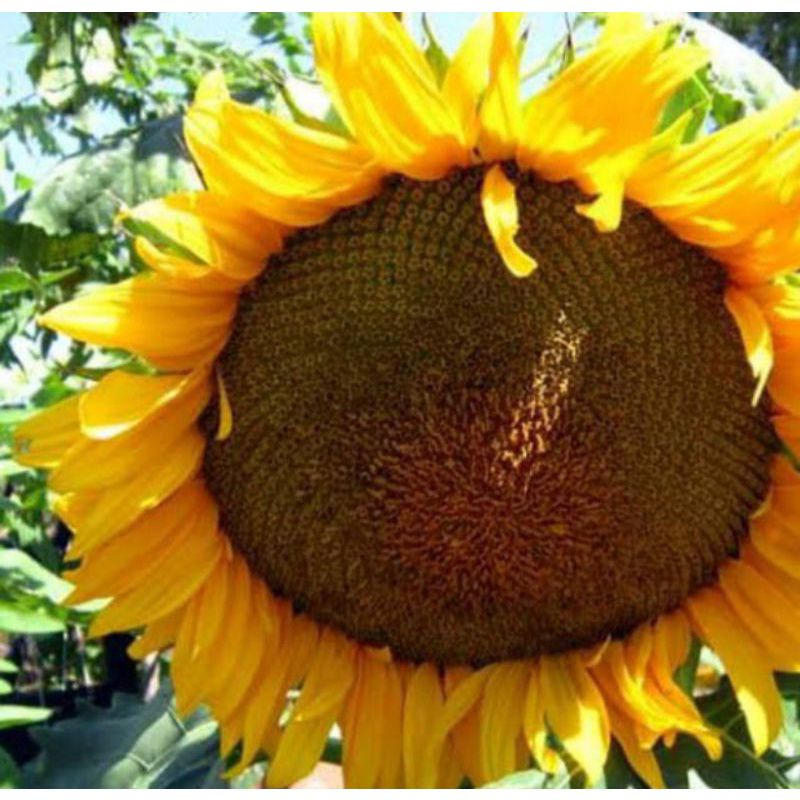 3 Benih Biji Bunga Matahari Jumbo