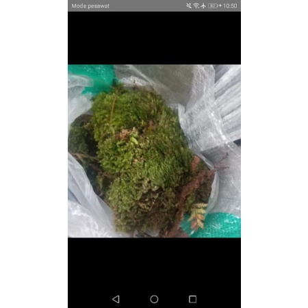 Lumut Hutan Hidup Fresh forest Moss media tanam karungan