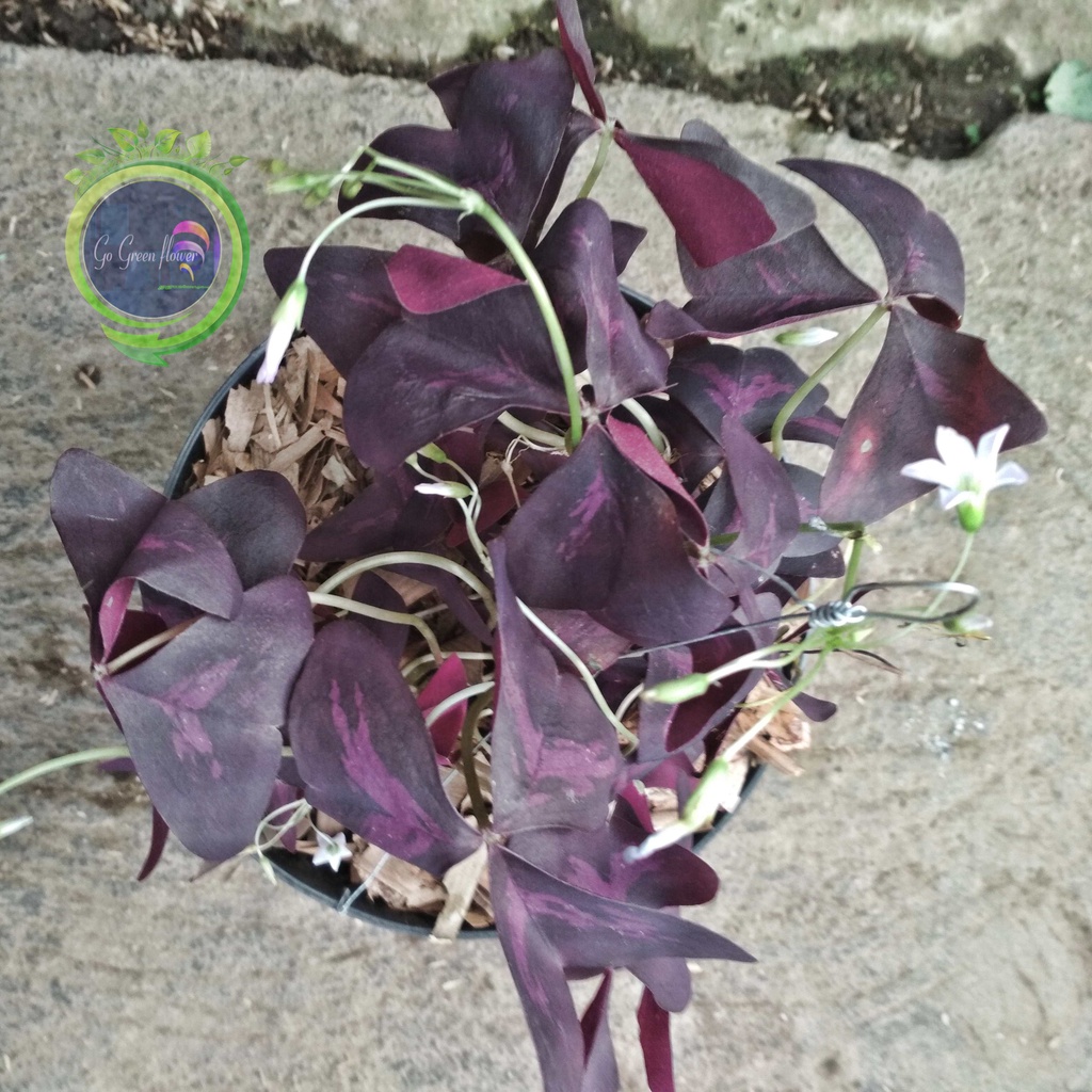 BUNGA SHAMROCK UNGU SEMANGGI UNGU BUNGA CALINCING UNGU bunga kupu ungu PURPLE SHAMROCK false shamroc