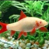 ikan hias redfin albino ikan hias aquascape redfin albino ikan hias air tawar ikan hias aquascape ik
