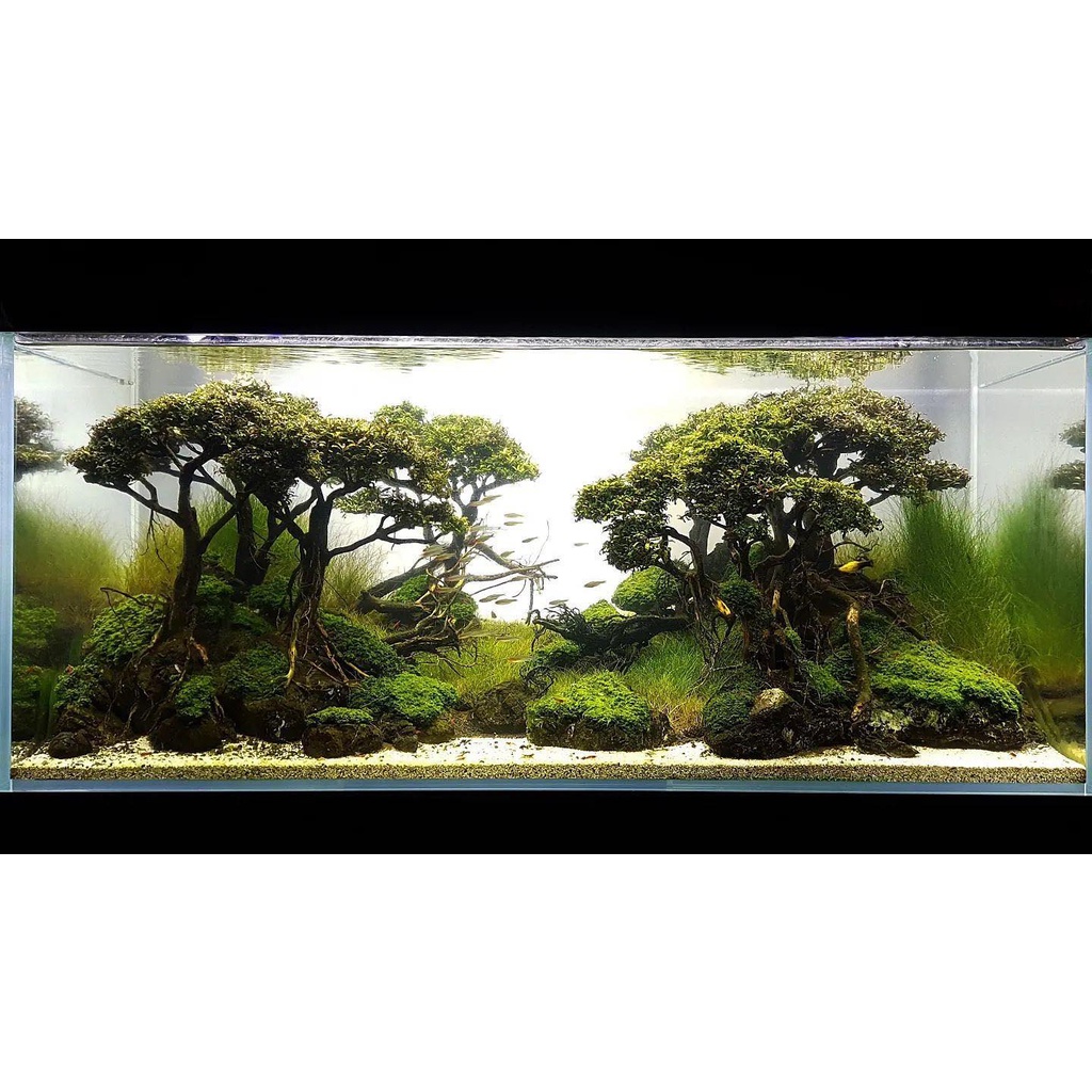 Nickz aquascape dekorasi bonsai fullset
