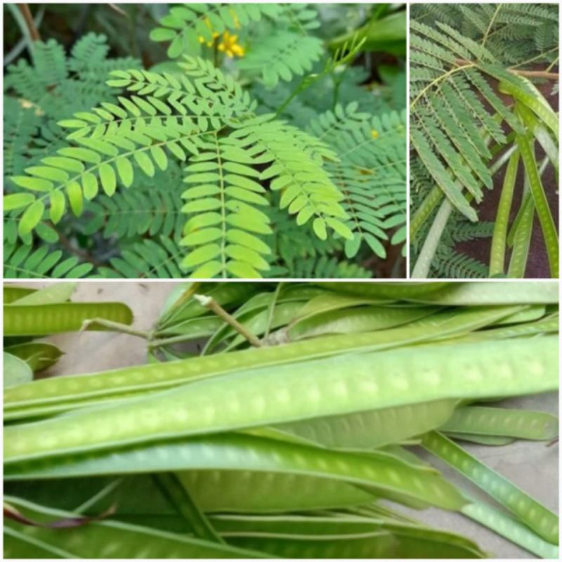 

Daun petai cina segar 500 gram
