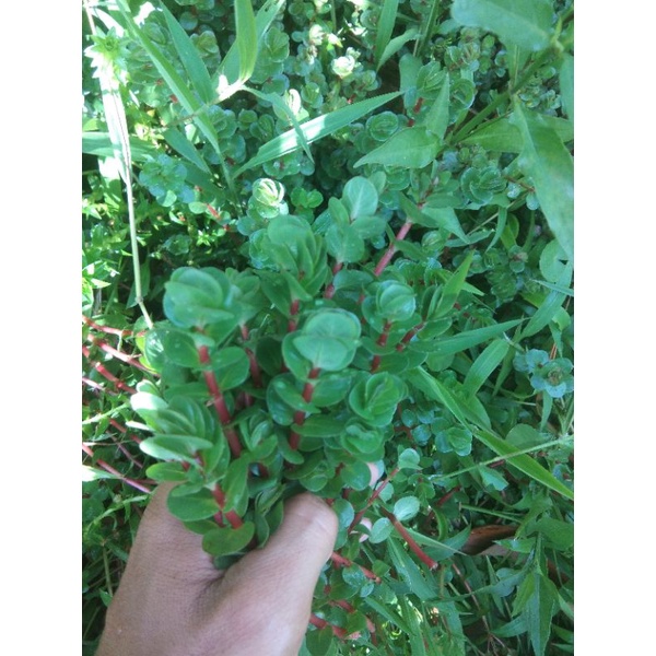 10 batang rotala blood red - aquascape