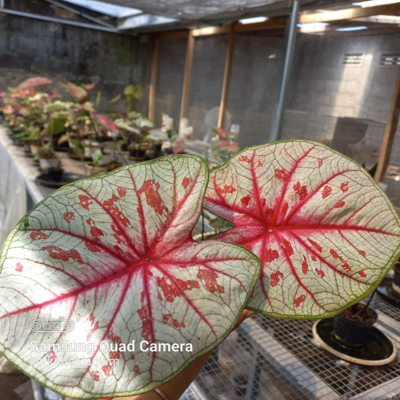 Bibit Caladium Tootsie, Thai Series