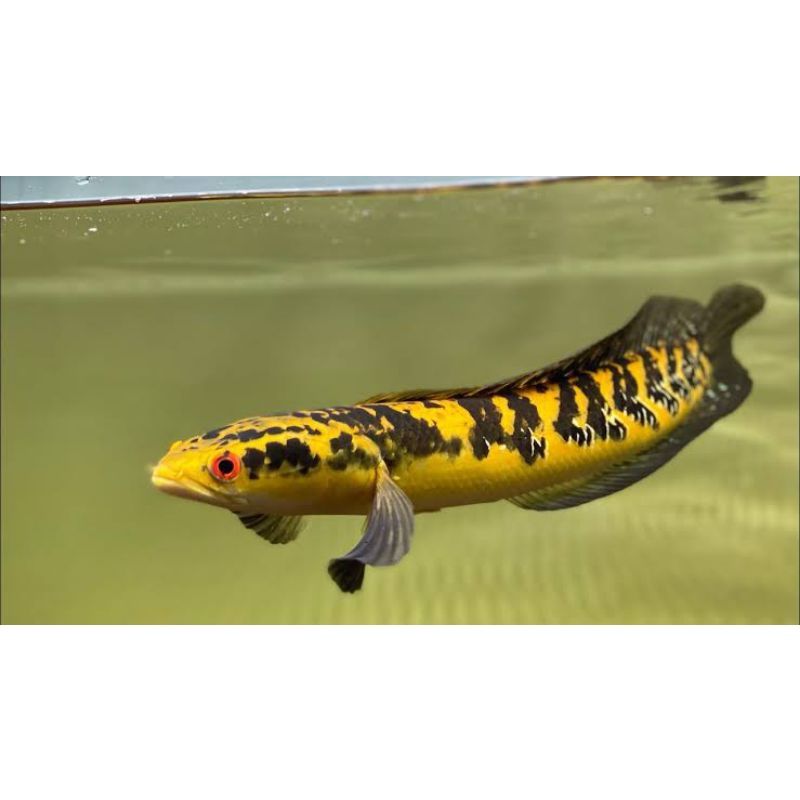 Mainan Anak-Anak Ikan Chana Maru Yellow Sentarum 11-12cm