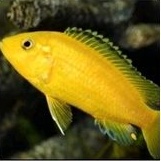 ikan hias lemon ikan hias aquascape ikan hias paludarium ikan hias lemon cichlid ikan chiclid lemon 