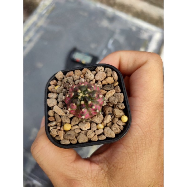 Kaktus Gymnocalycium-Gymno Tlux/T-Lux