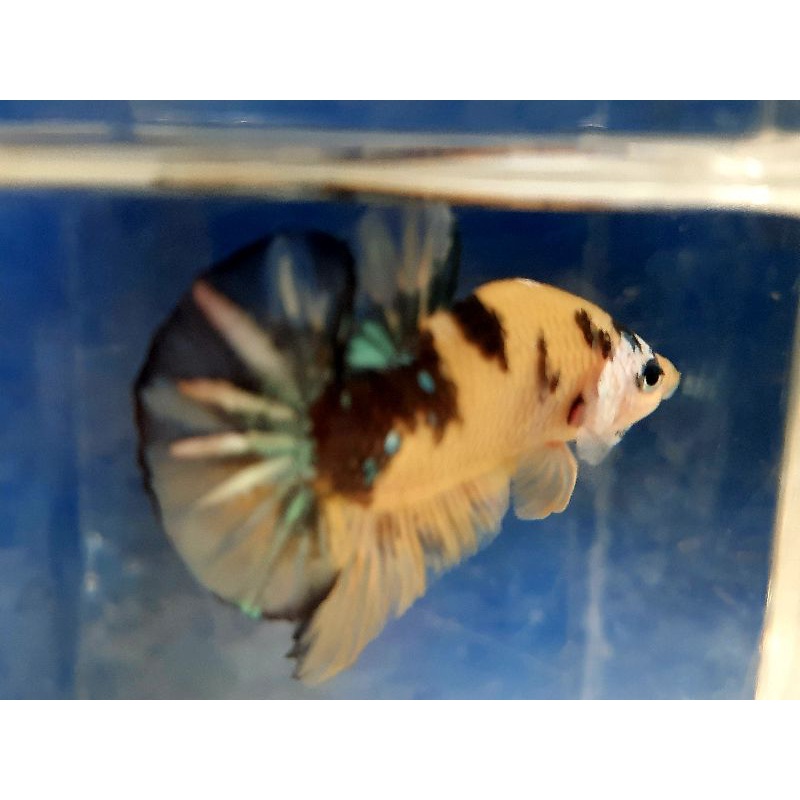 

paket 10 ekor yellow koi cooper