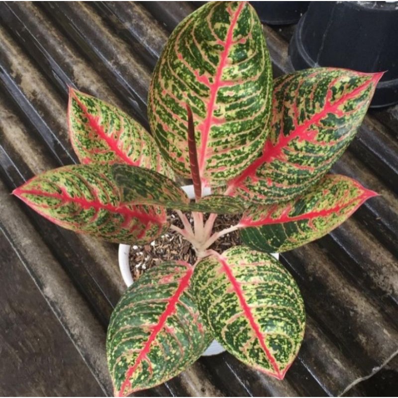 Aglonema Murah Anakan Diana Best Seller