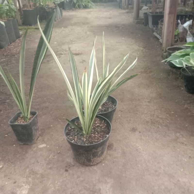 Tanaman hias Sensivera Varigata Putih