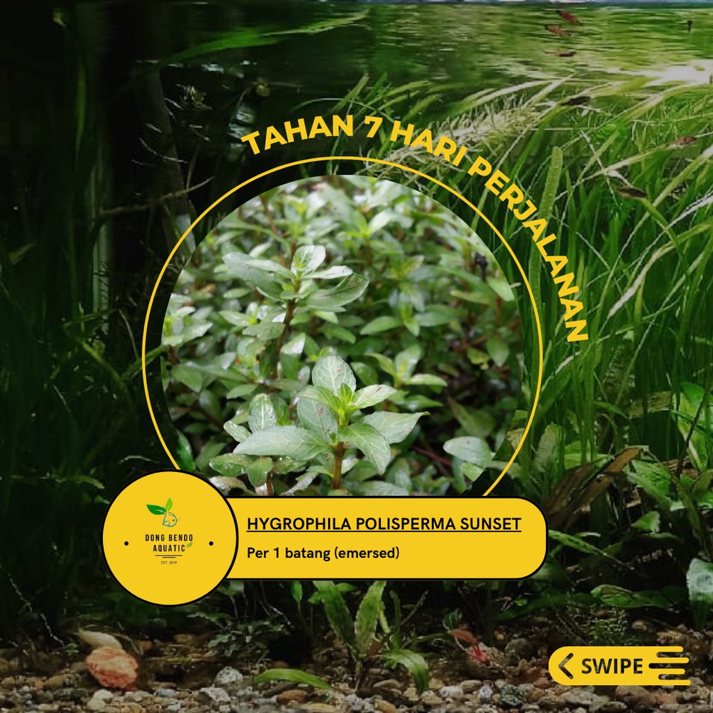 Hygrophila polisperma sunset/Tanaman aquascape