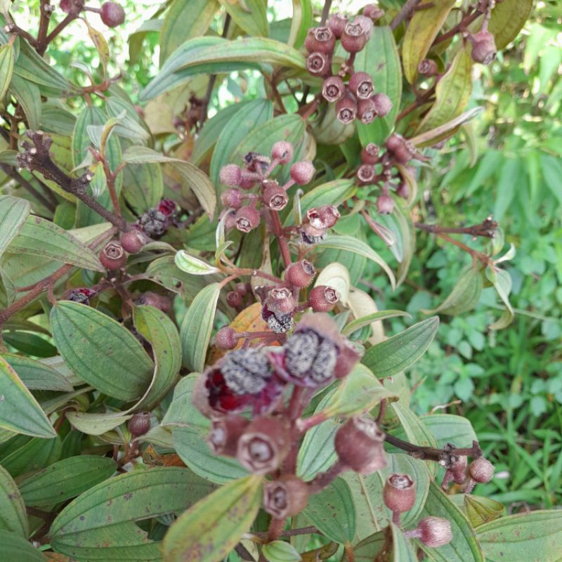 

Buah harendong bokor Atou buah harendong bokor segar per 500 grm