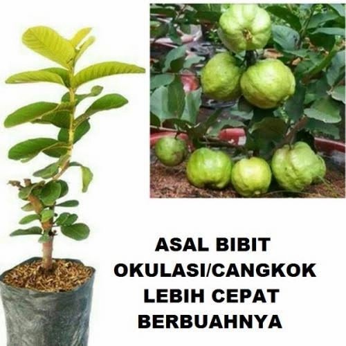 Pohon Jambu Kristal / Tanaman Jambu Kristal Tanpa Biji / Bibit Jambu GG22