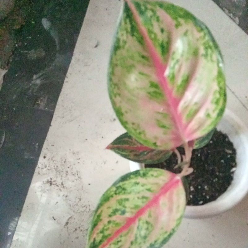 Aglonema gozila warna mutasi