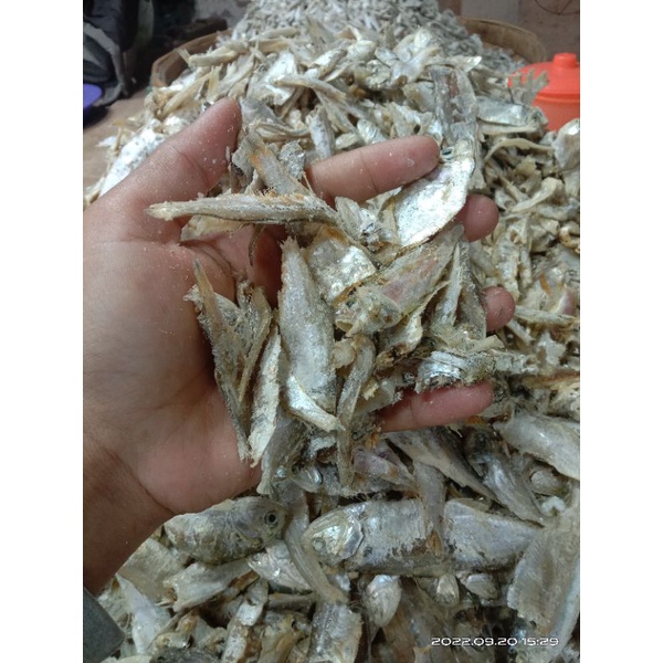 

ikan campur (sampah)