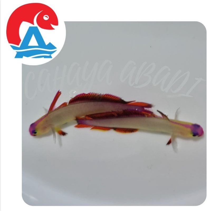 Ikan Hias Laut Roket Anten Ungu