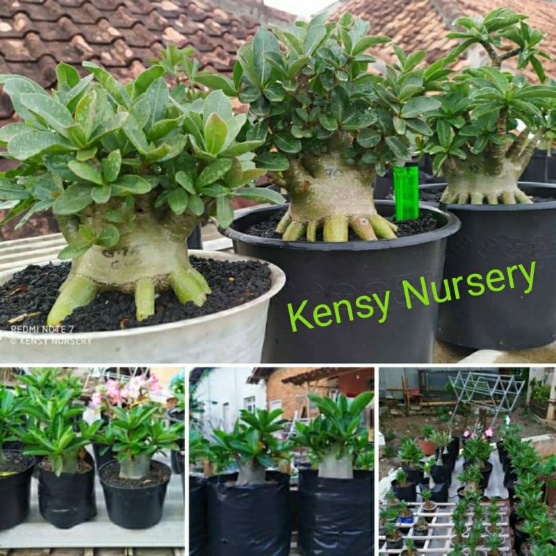 ARABICUM MURAH | AKAR GURITA | ADENIUM IMPORT | PROKAR | PROGAM AKAR | REAL PICT