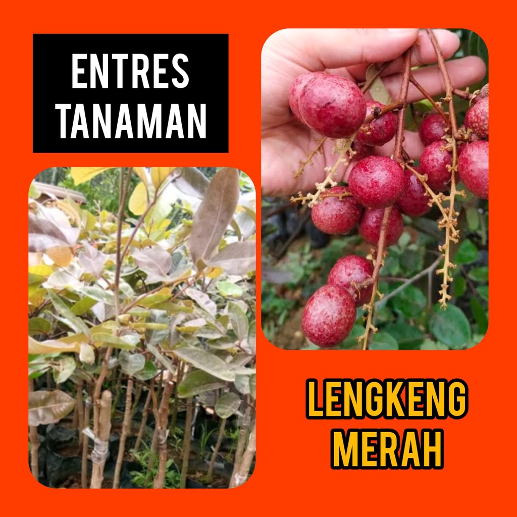 Entres / Mata Tunas Lengkeng Merah / Red Ruby